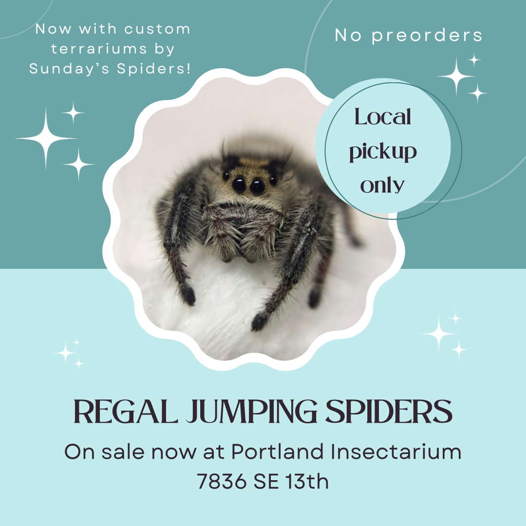 Wallpaper #wmfS65IBSpphPi3-9k4K325 Jumping Spiders Portland Insectarium