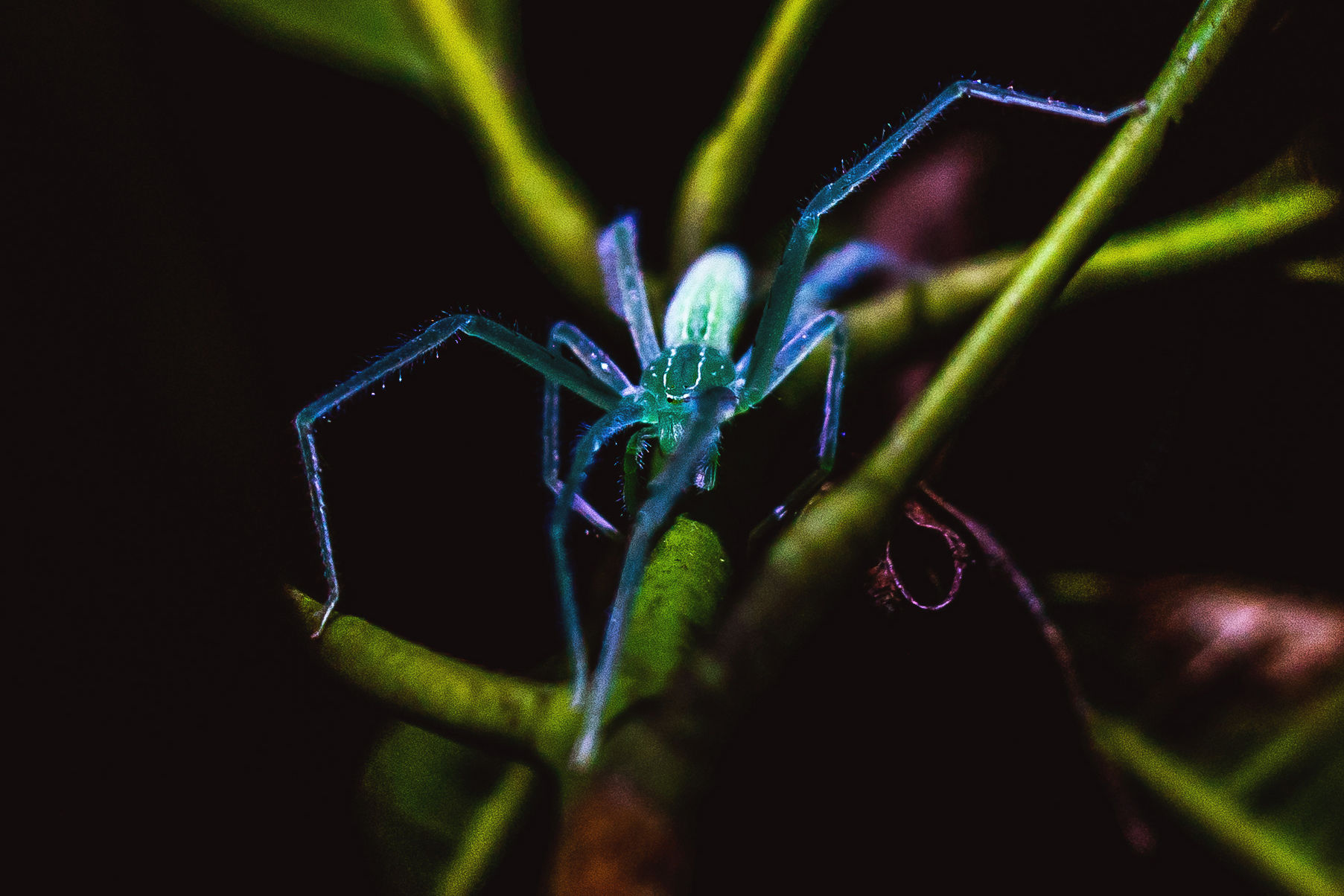 Wallpaper #-vQcOpMBKFX8bn3rt3dJ305 A Blue Green Huntsman Spider Was Just Found in Masungi