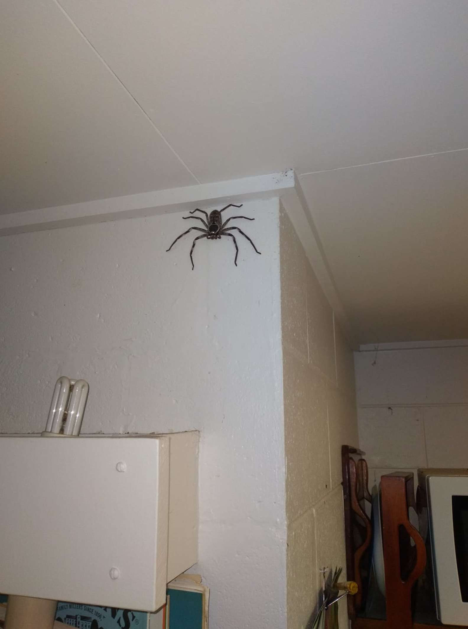 Wallpaper #82dGAZMBSpphPi3-KqlJ257 Woman Shares Images of Massive Huntsman Spider That Has Been Living