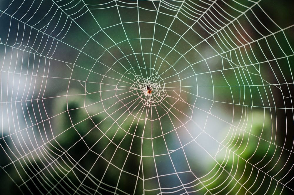 Wallpaper #QLiK25IBJvJKYCmEA_eo241 The Most Elaborate Spider Webs Ever Found in Nature Readers Digest