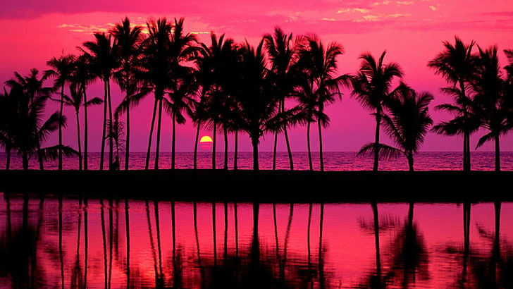 Wallpaper #DJws4pIBZHQxiYarq7-4219 HD Wallpaper Purple Sky Palm Afterglow Sunset Palm Tree Dusk