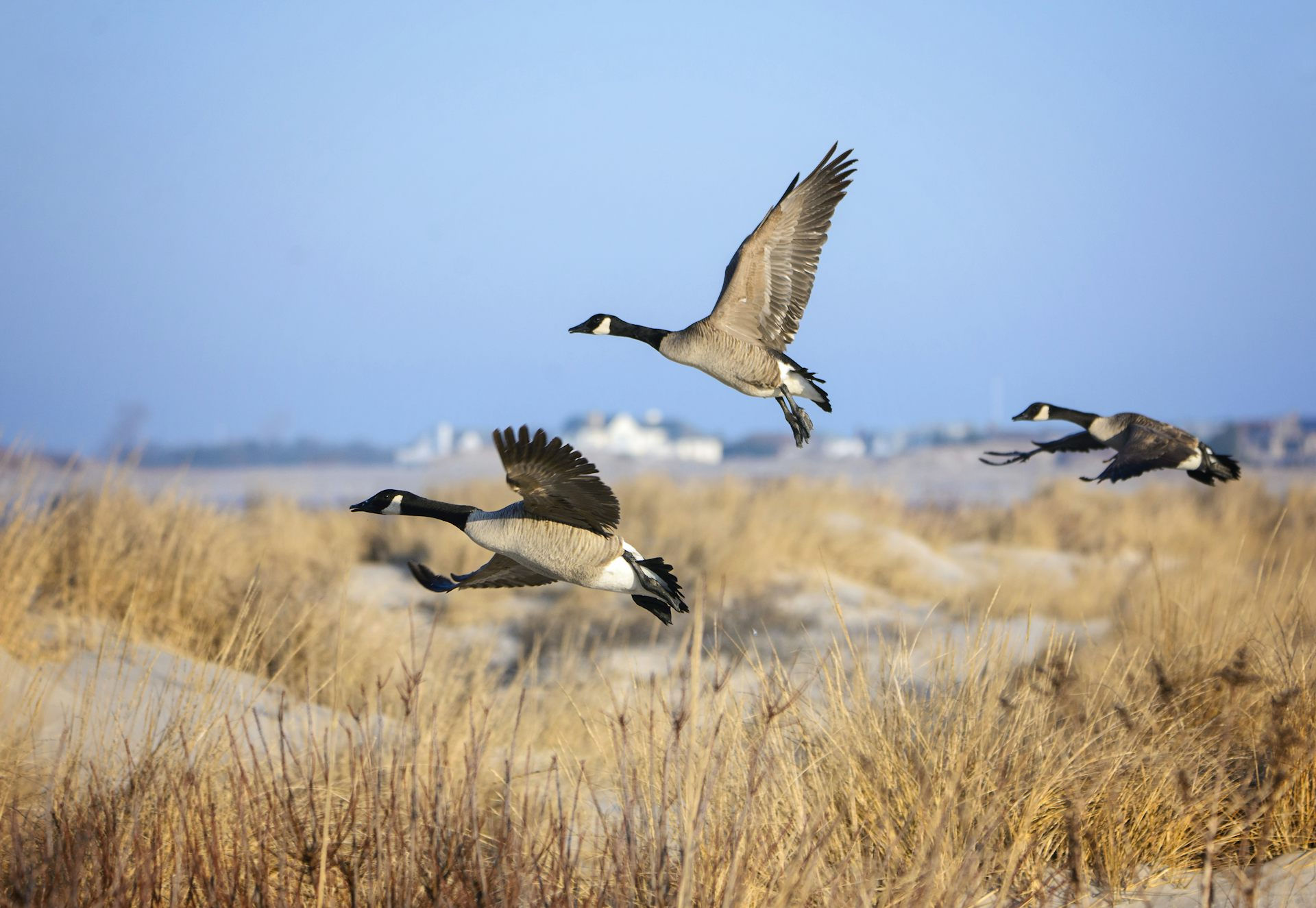 Wallpaper #4334F Canada Goose Migration a Complete Guide Birdfact