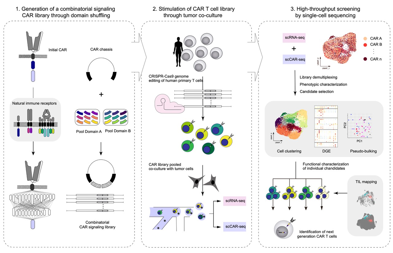 Wallpaper #92GsLpMB3VrvfBrRGSTi166 Enhancing T Cell Immunotherapies with Synthetic Signalling Receptors