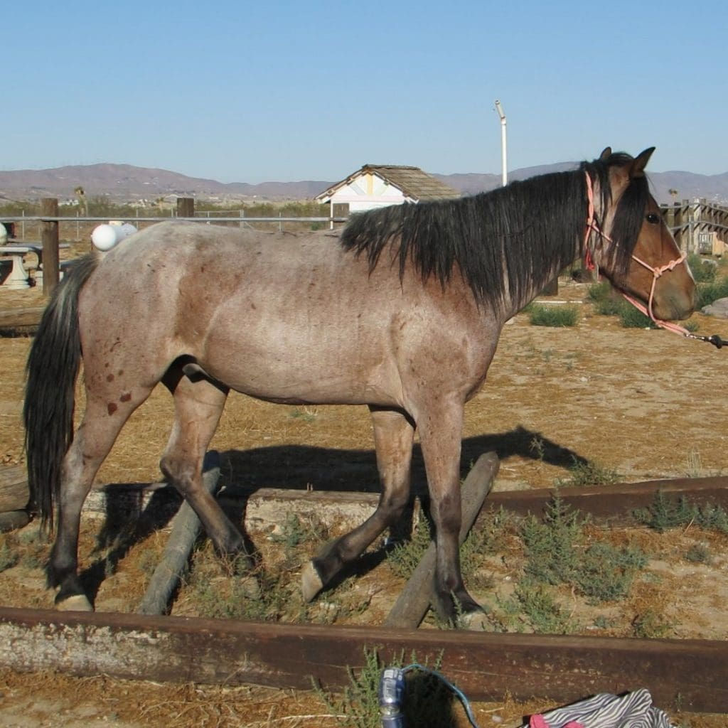 Wallpaper #C2eD8pIBSpphPi3-XnEU175 Blue Roan Horse Color Genetics with Photos and Descriptions Helpful