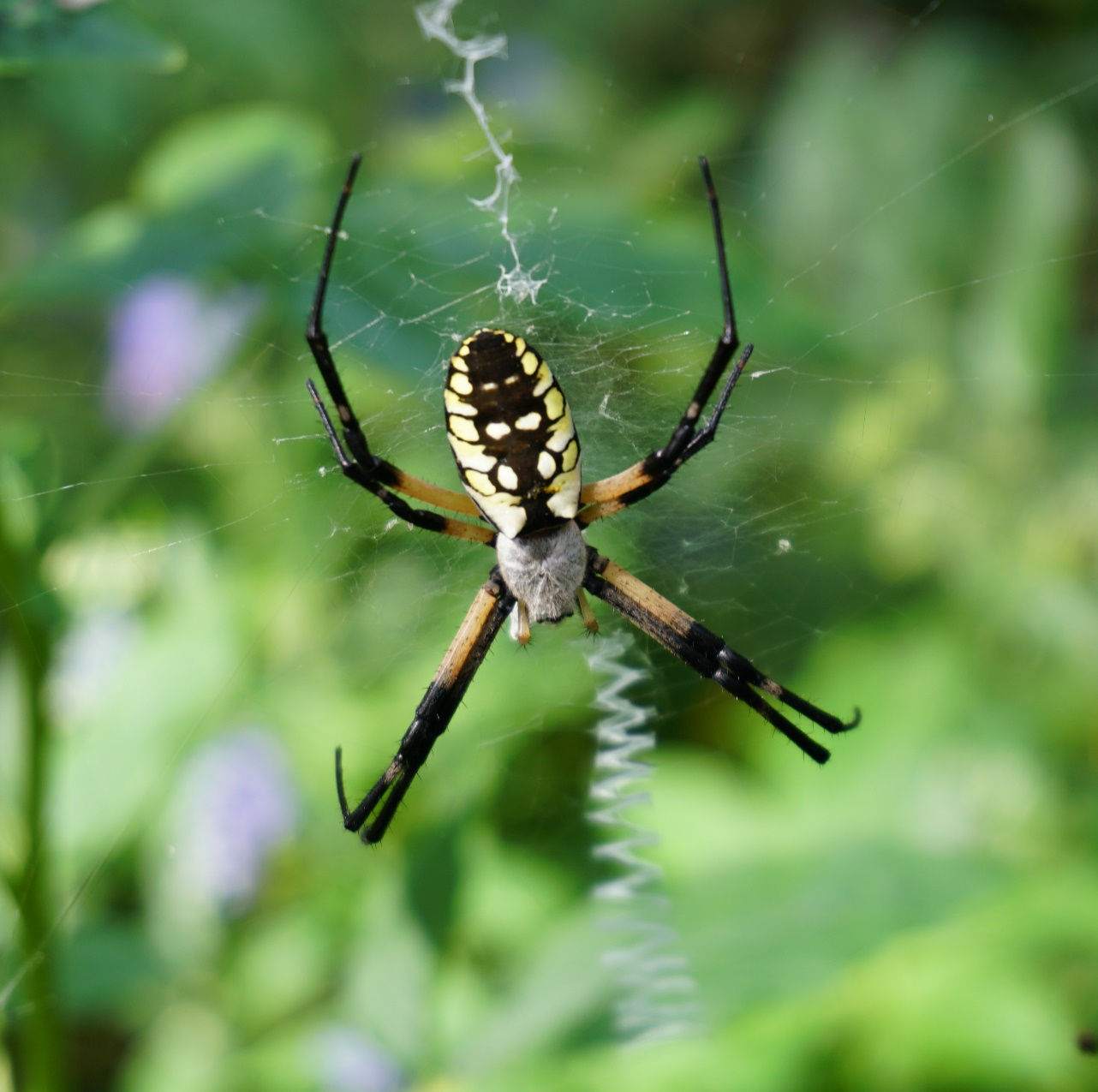 Wallpaper #82dGAZMBSpphPi3-KqlJ258 Garden Spider