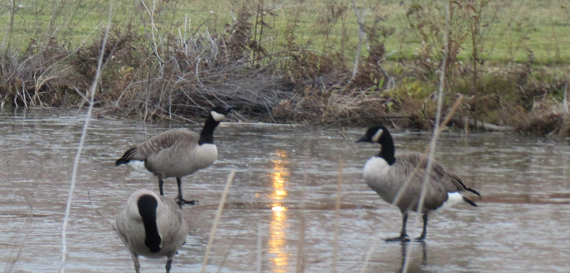 Wallpaper #4334F Canada Goose Migration a Complete Guide Birdfact