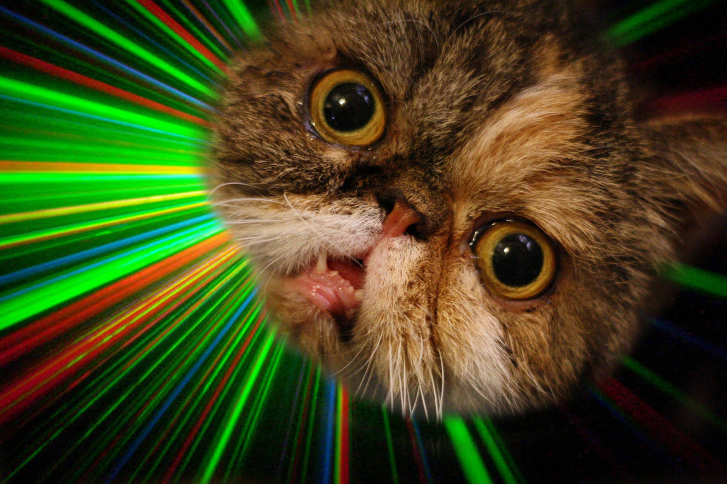 Wallpaper #RhlGDo8BtGB6xQ788Fkx9 Derp Cat Snarf Now with Lasers Rfunny