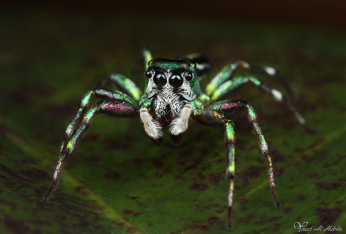 Wallpaper #wmfS65IBSpphPi3-9k4K172 Jumping Spider Cosmophasis Micans by Alhabshi on Deviantart
