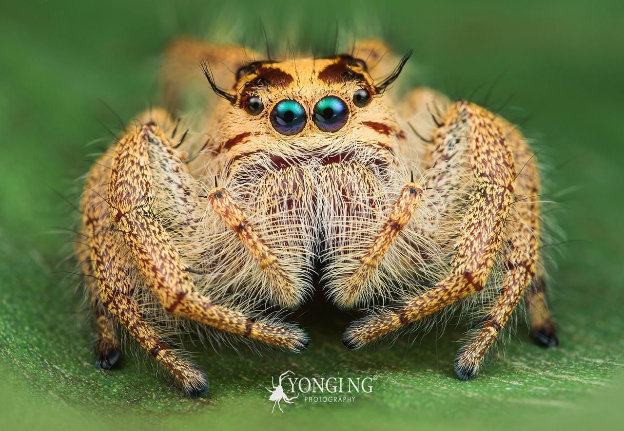 Wallpaper #wmfS65IBSpphPi3-9k4K354 Spider Spider Lover Pet Shop Tarantula Bandung