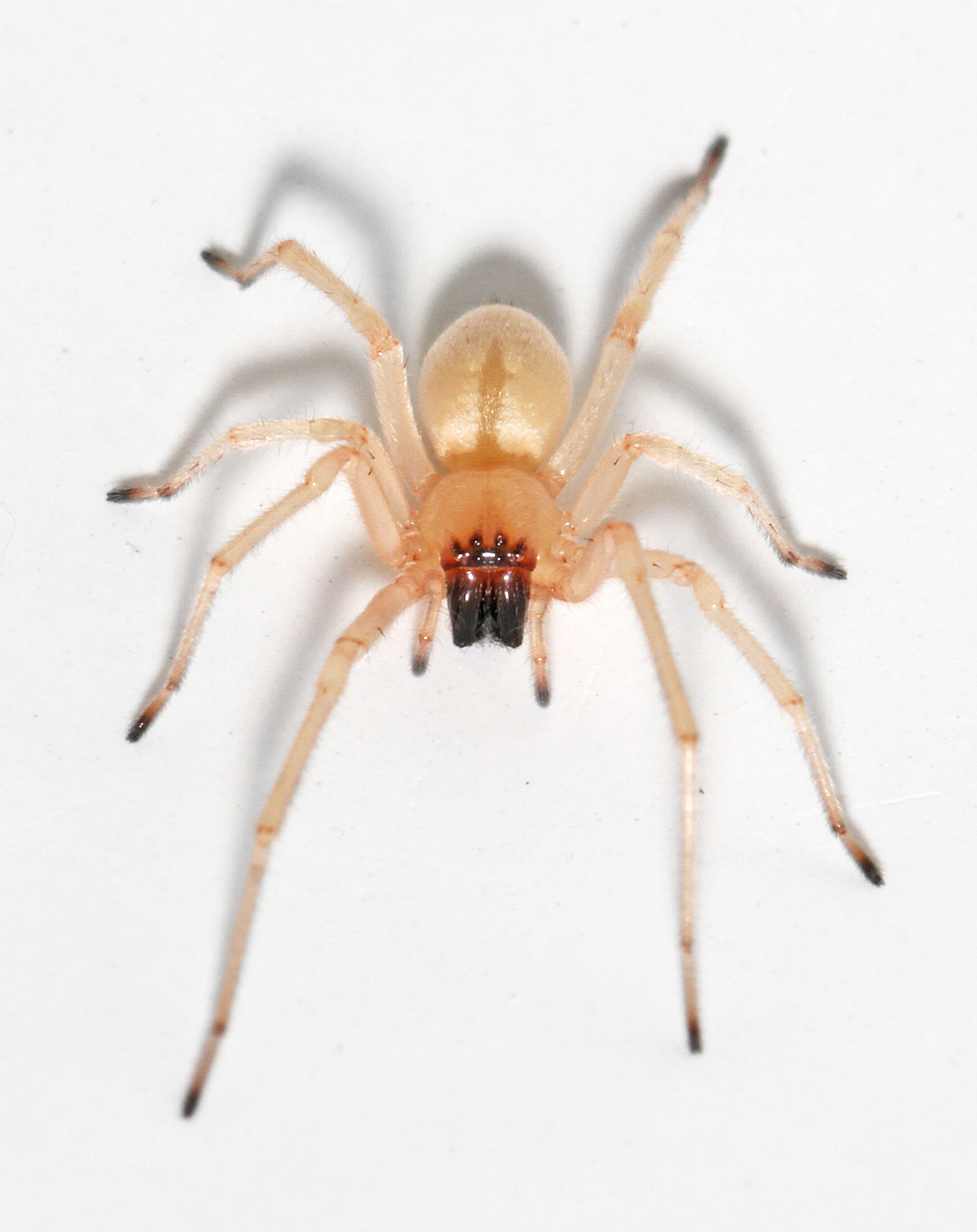 Wallpaper #ce6bd Giant Spider on the Ceiling of an Abandoned Psychiatric Hospital R