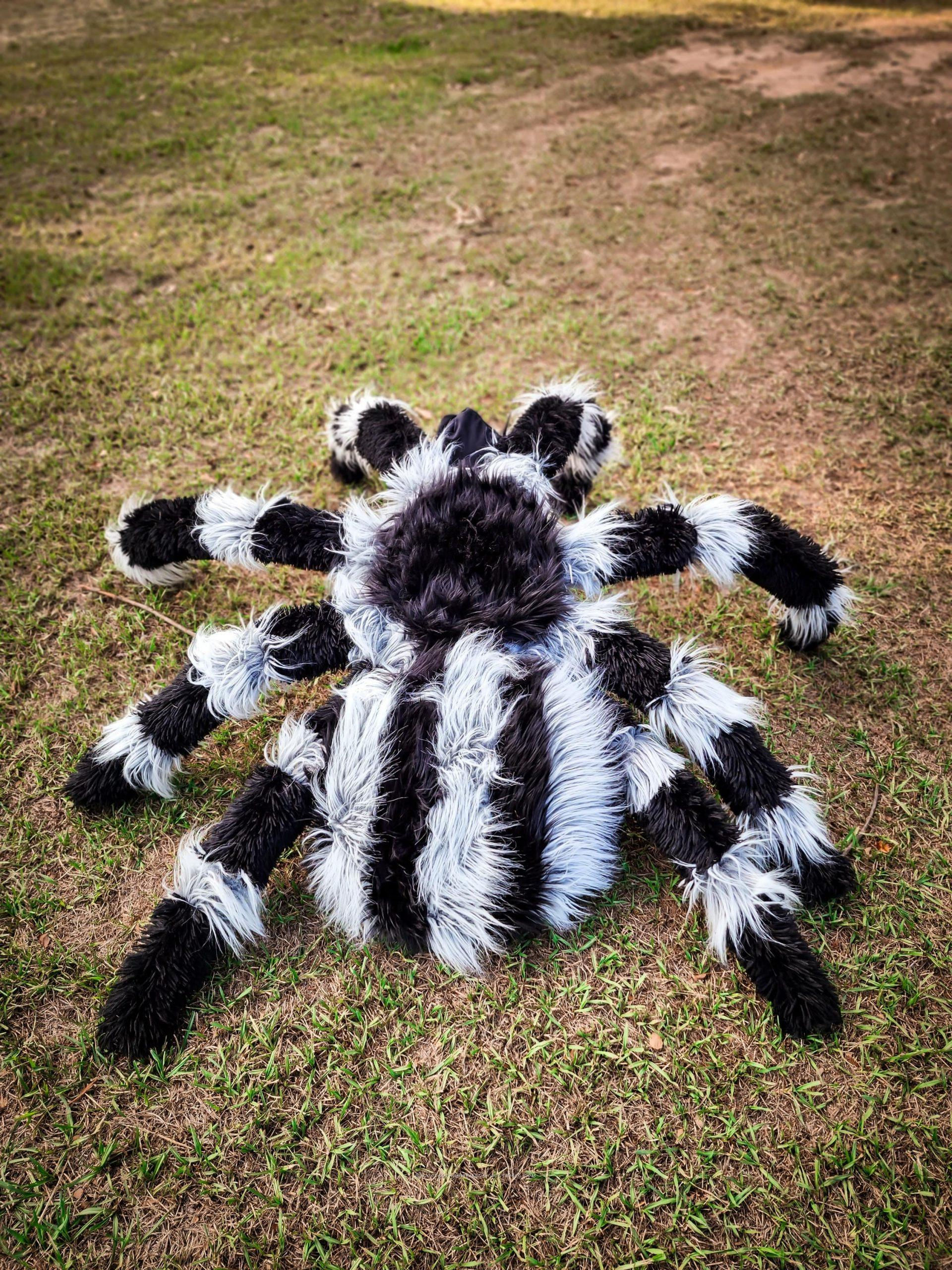 Wallpaper #LF7lMpMBborbLbczDmCY55 Coolest Diy Spider and Fly Child Costumes