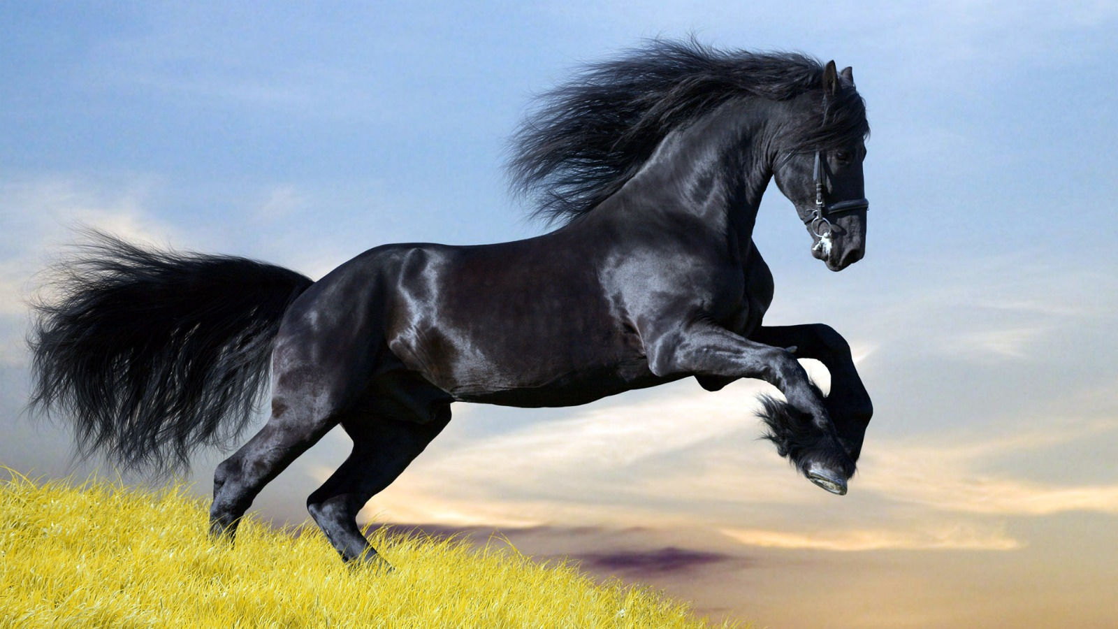 Wallpaper #L31i8I4Bnwiau_P6PAYN16 Black and White Horse Wallpaper 1600x900 6435