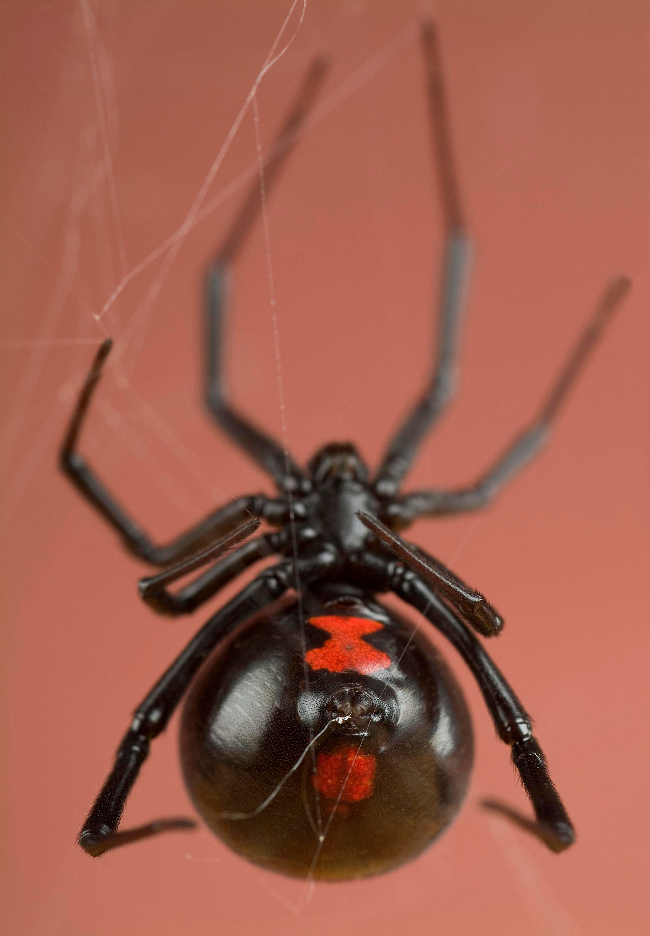 Wallpaper #5vQUOpMBKFX8bn3rPHdj46 Smithsonian Insider Latrodectus Mactans Smithsonian Insider