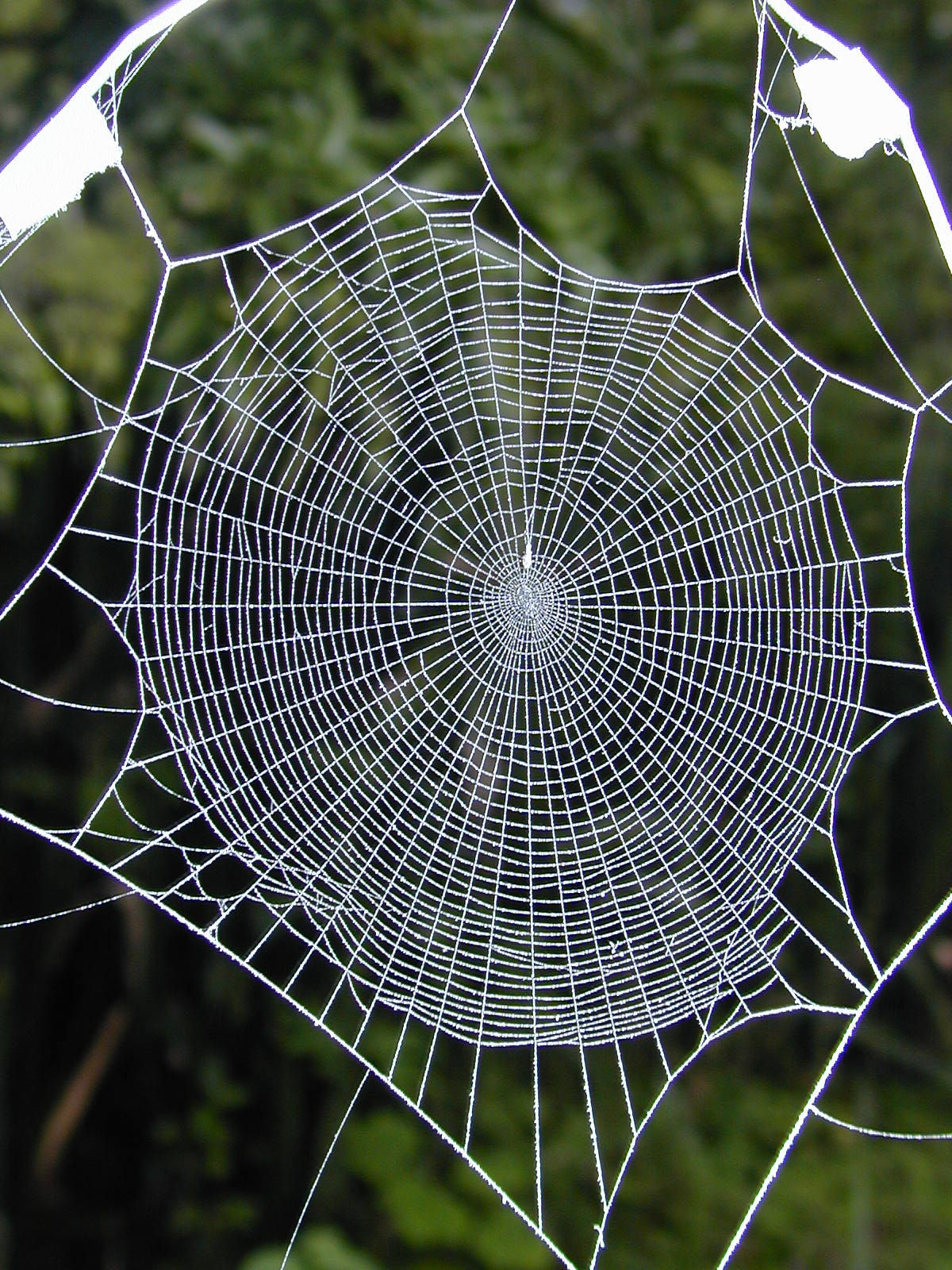 Wallpaper #zqkWiJcBxbDgA0Rl1O5S77 Spider Web with Spider
