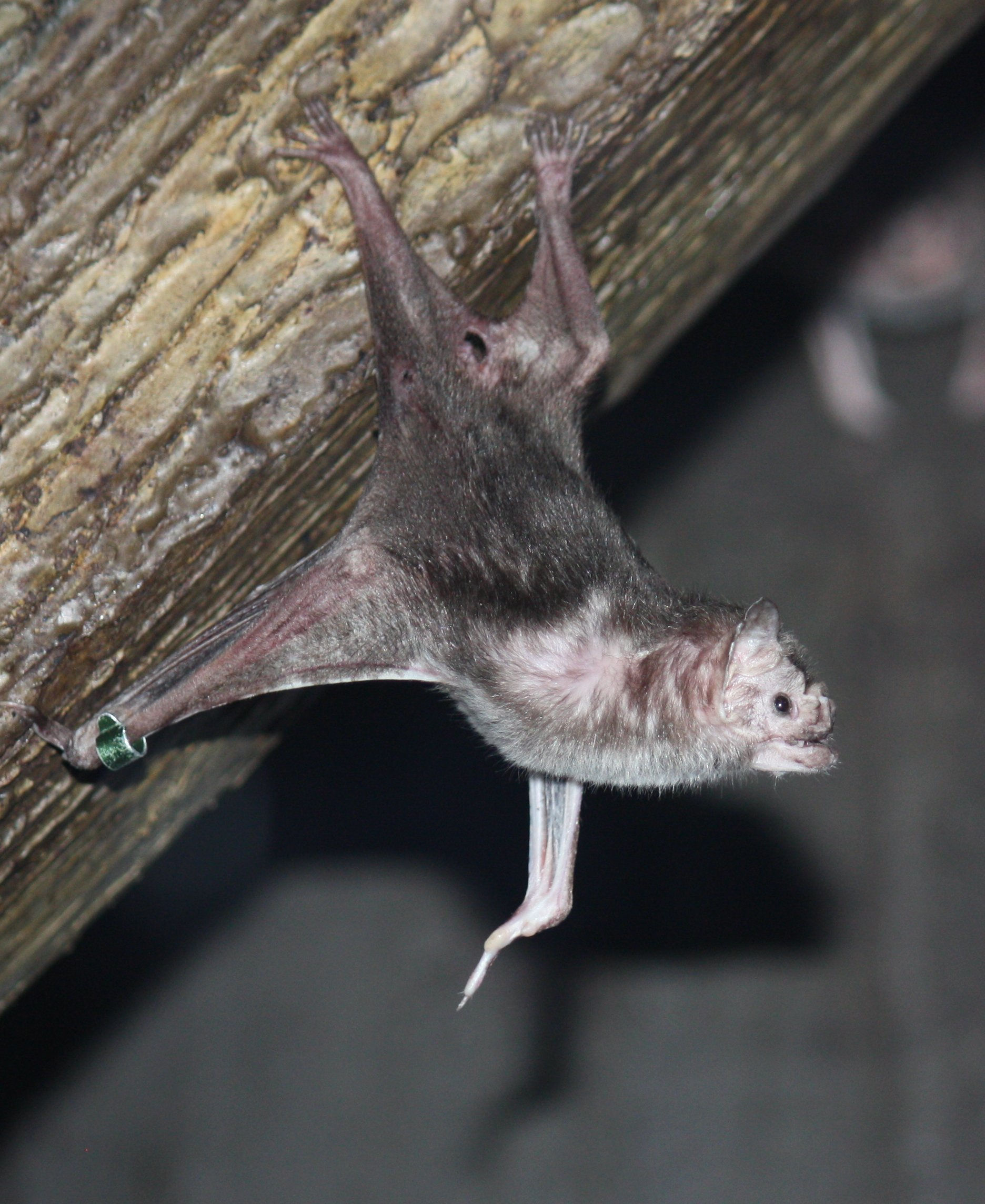 Wallpaper #r3KDMpMBX2lk1u3ogFrF171 Smithsonian Insider Smithsonian Bat Expert Kristofer Helgen Answers