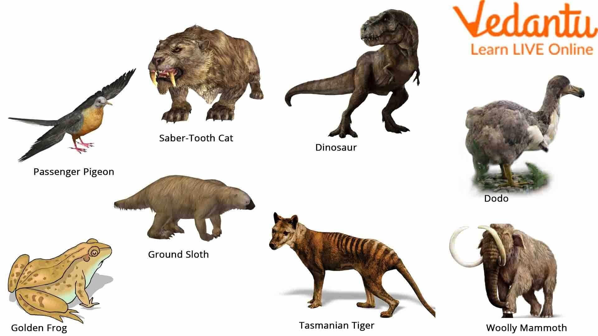 Wallpaper #Yh2rLJMBlOZrFDOkw8sX154 Extinct Animals Images with Names