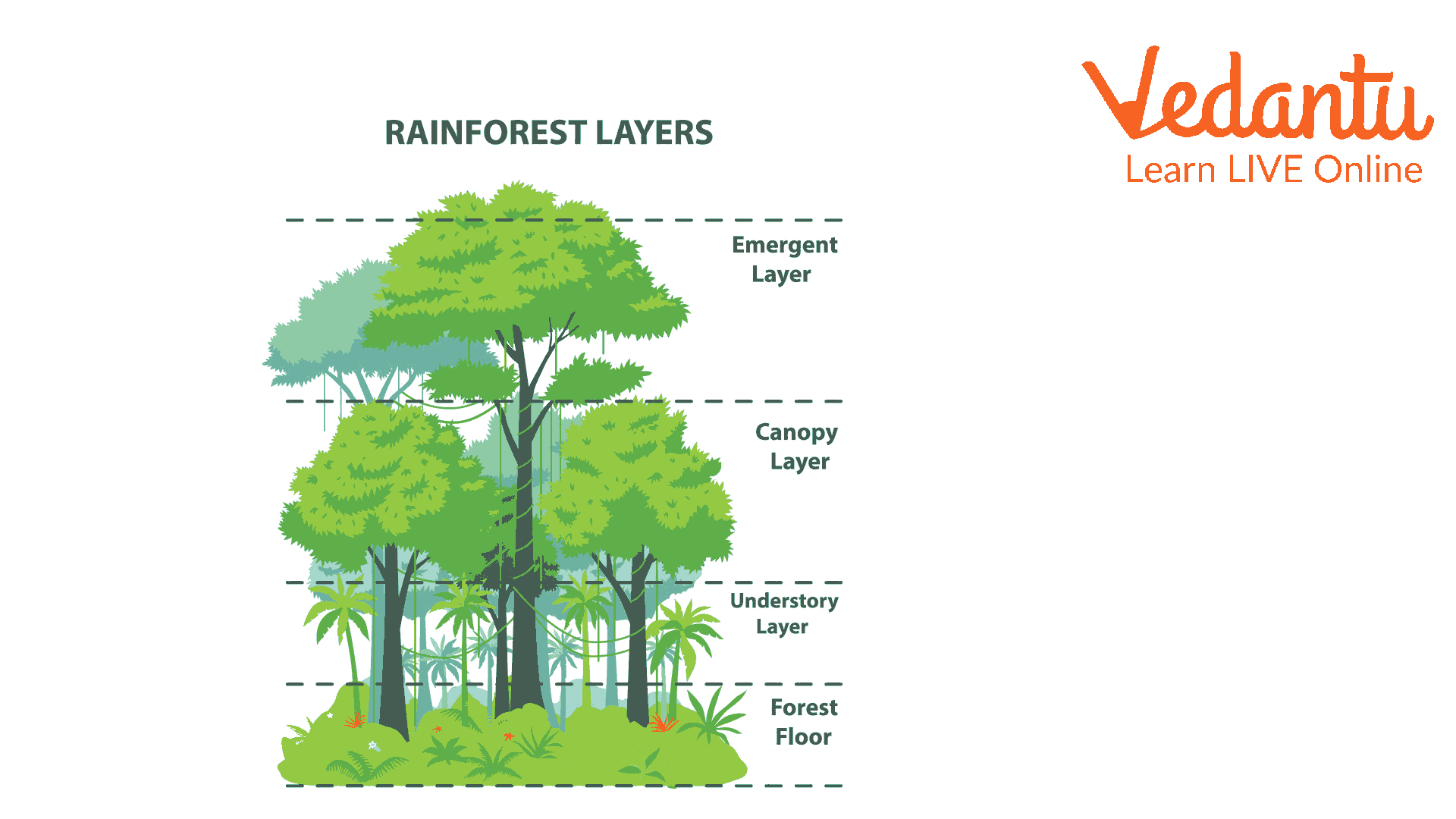 Wallpaper #sXf8J5MB-pgBXx60hKh2185 Facts About Rainforests Learn Interesting Facts About Rainforests for Kids