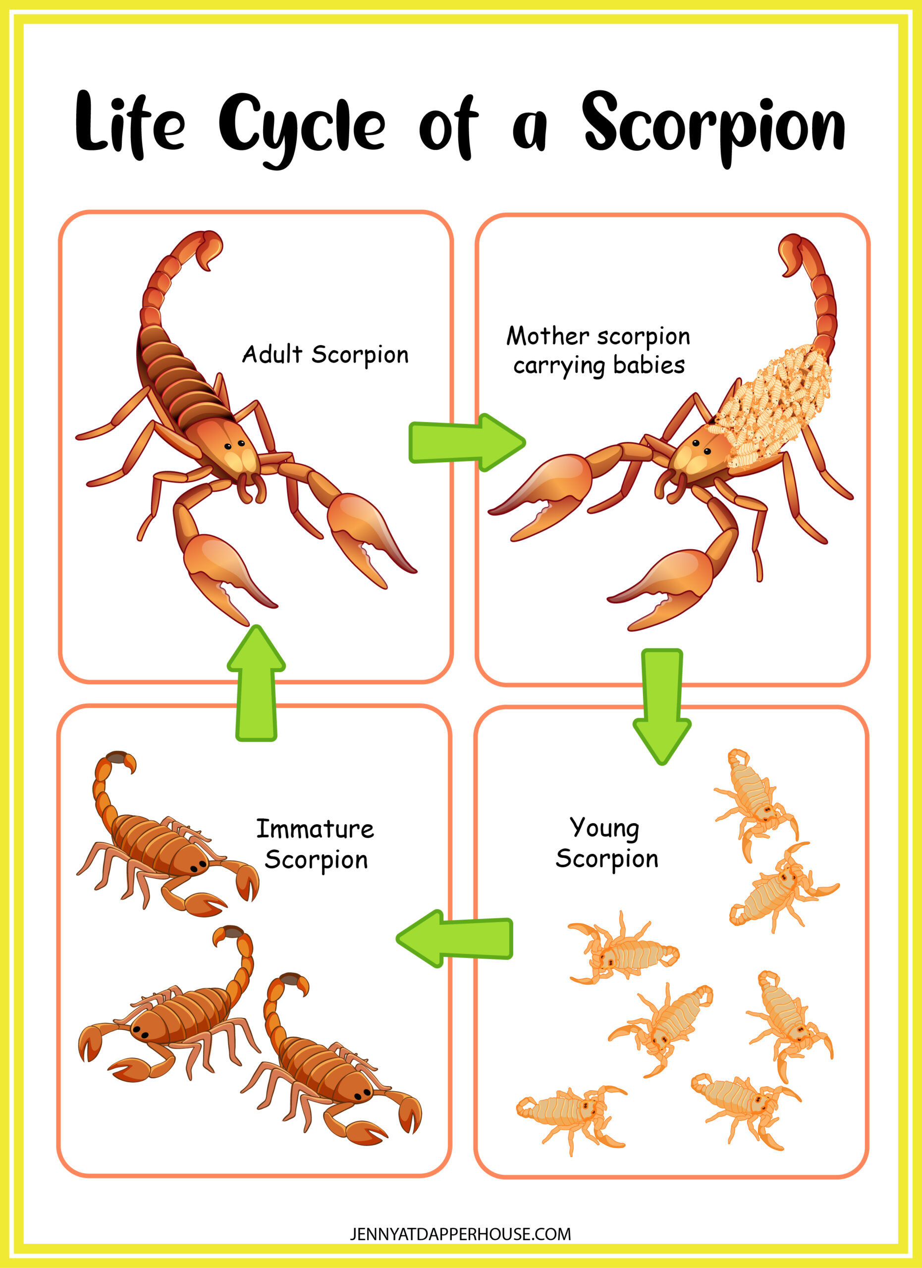 Wallpaper #YPQzOZMBKFX8bn3rnnbQ320 7 Page Scorpion Learning Packet Free Printable Jenny at Dapperhouse