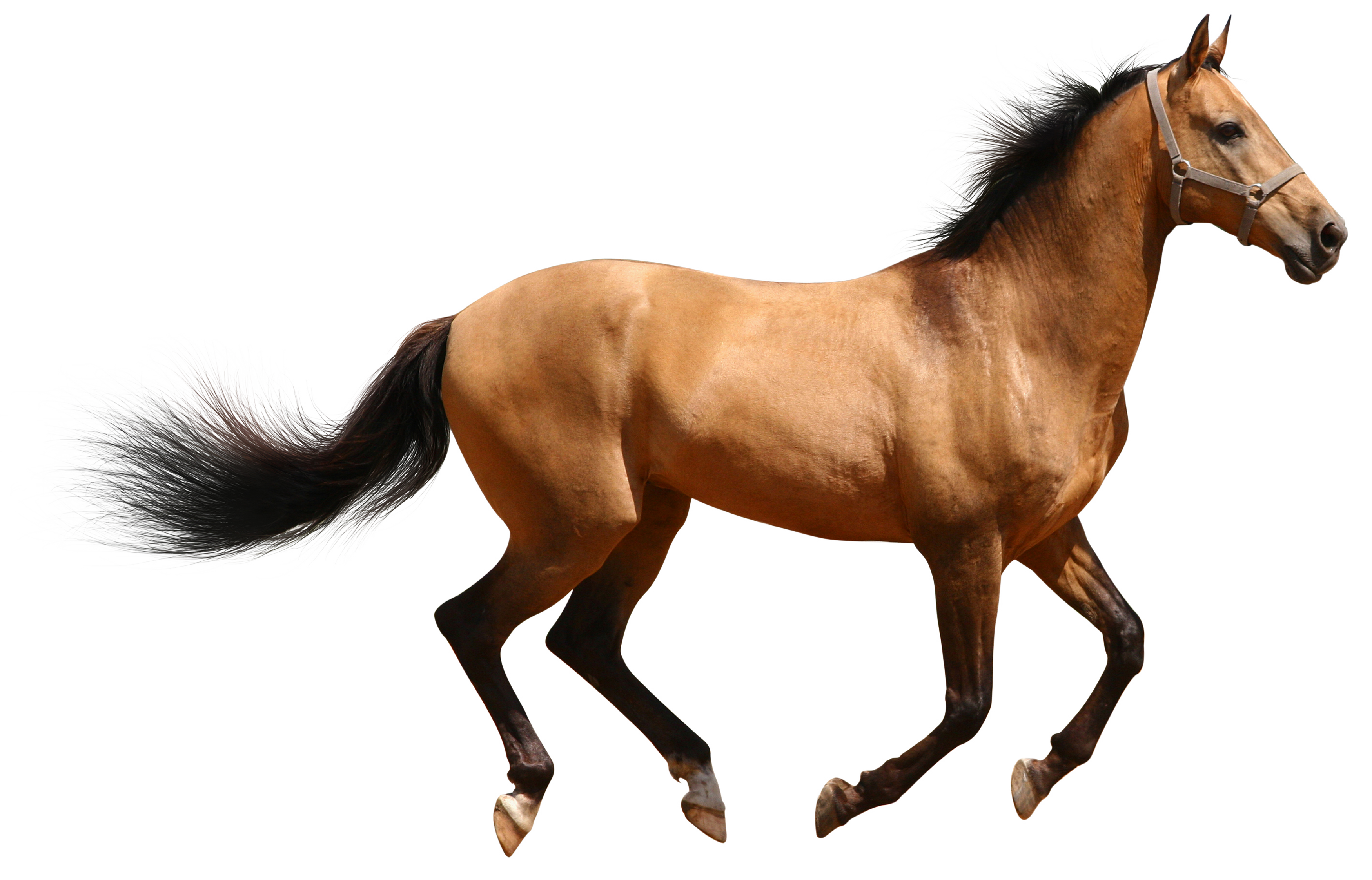 Wallpaper #th2FLJMBlOZrFDOkscqQ138 Collection of Horse HD Png Pluspng