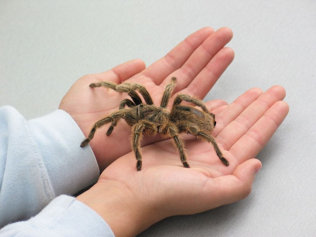 Wallpaper #VWcg6ZIBSpphPi3-e0A-169 The Biggest Spider in the World a Creature of Myth and Legend