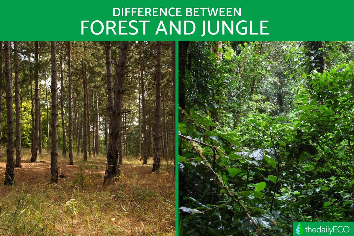 Wallpaper #sXf8J5MB-pgBXx60hKh2155 Forests and Jungles Differences Types and Characteristics