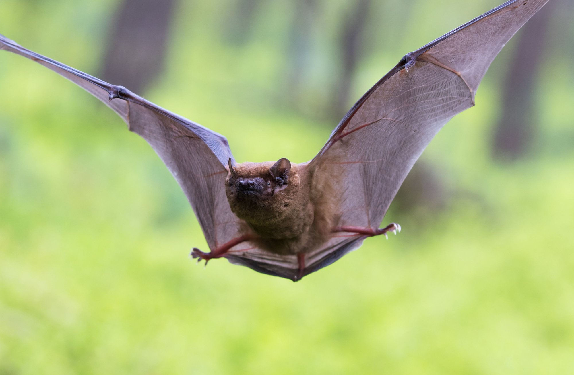 Wallpaper #omfzDpMBSpphPi3-SewR362 How to Get Rid of Bats Doityourselfcom