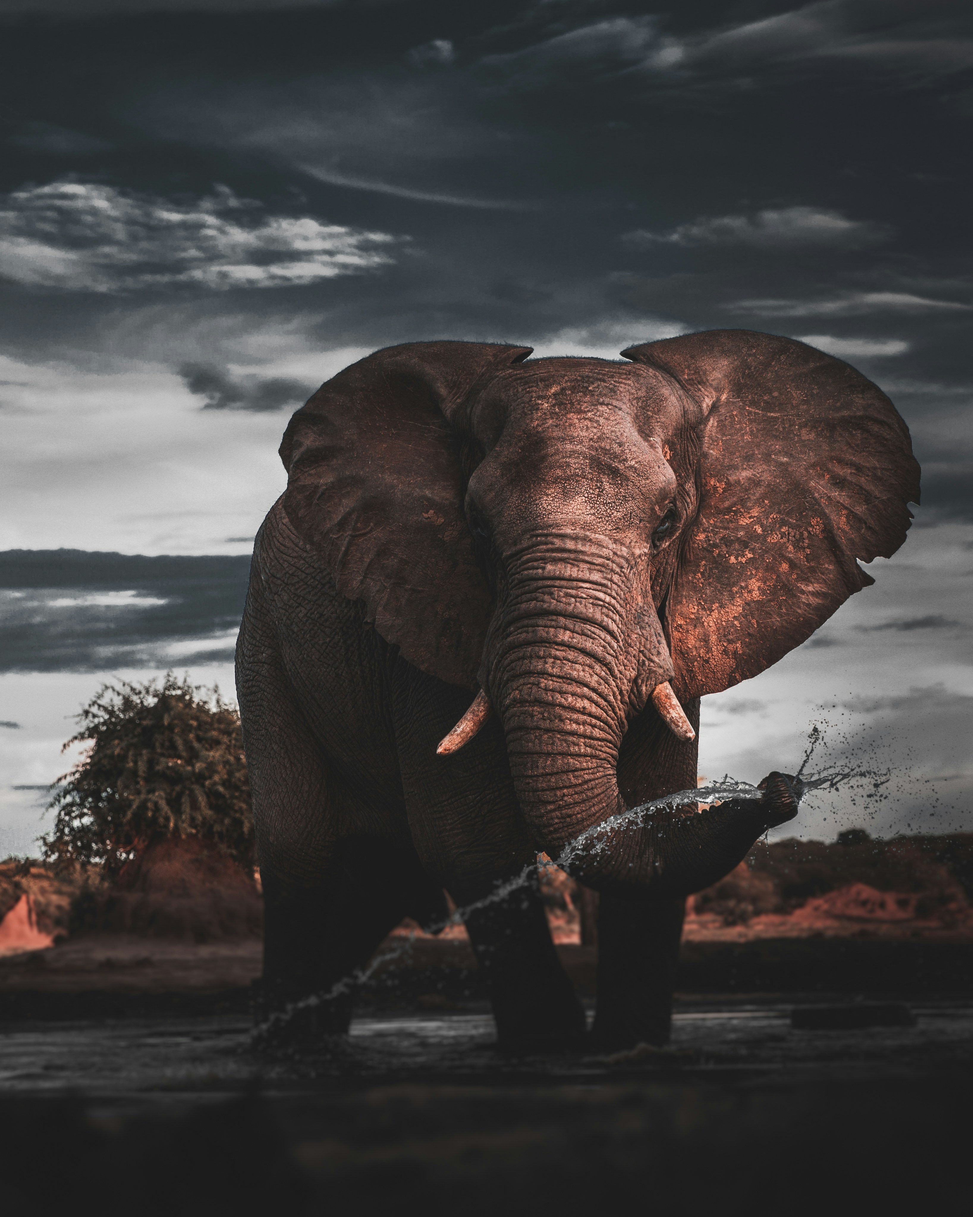 Wallpaper #sHfNJ5MB-pgBXx60h6cK20 Elephant Wallpapers Free HD Download 500 Hq Unsplash