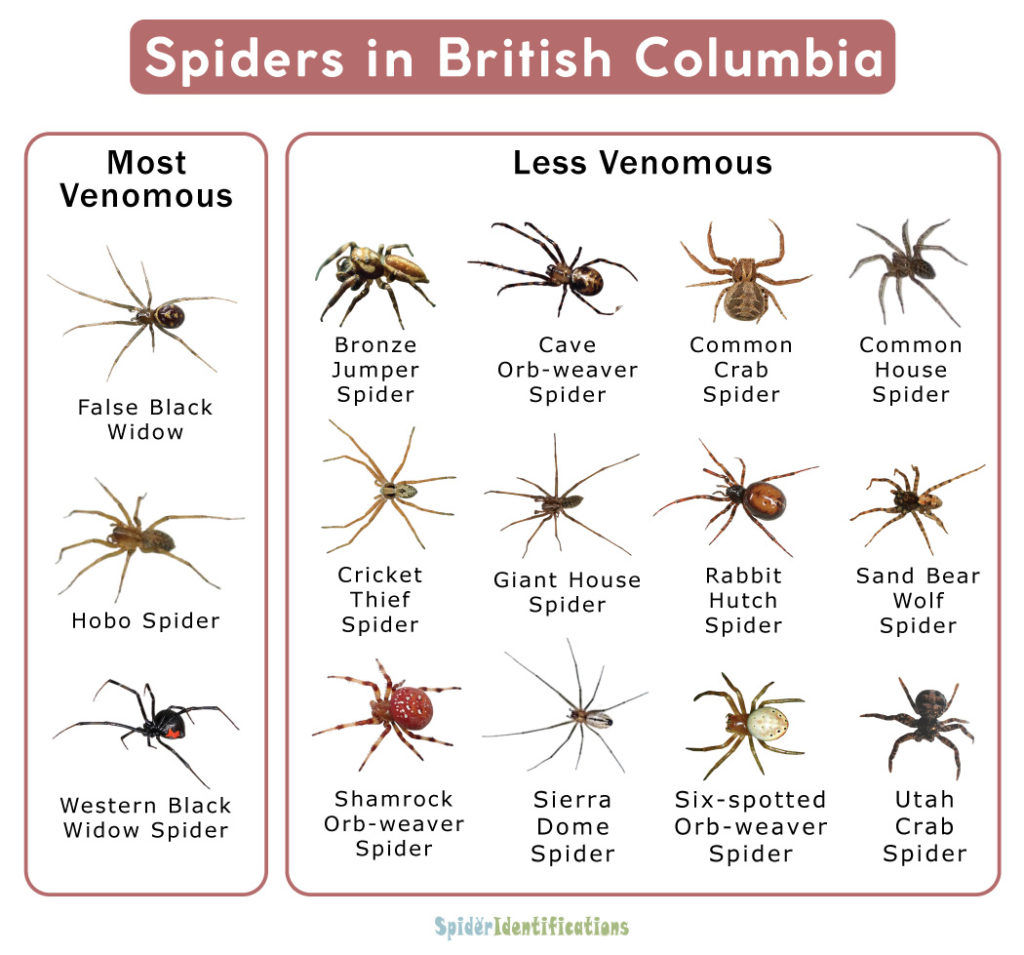 Wallpaper #32cVEZMBSpphPi3-sfVC82 Types of Spiders in Bc List with Pictures