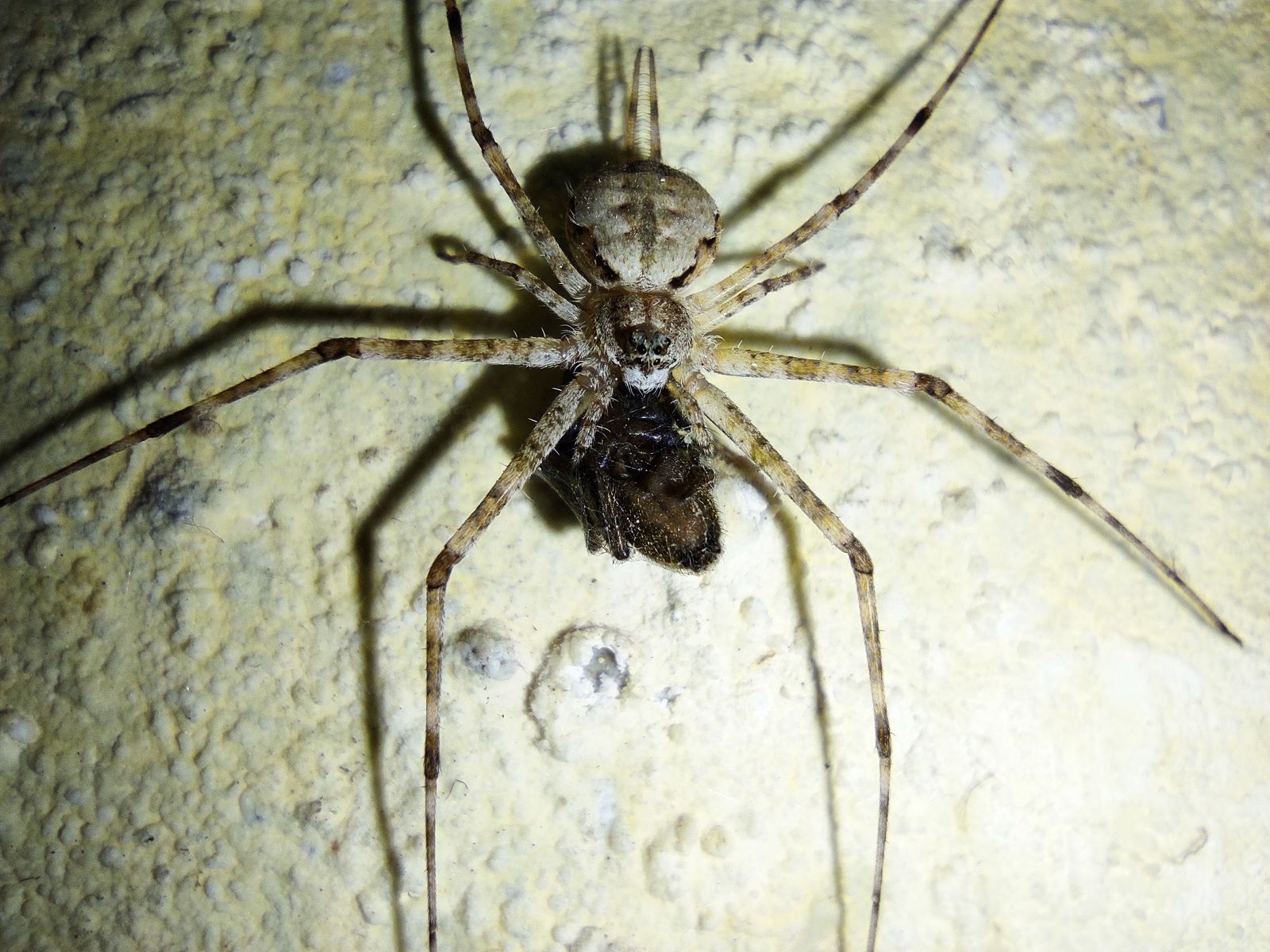 Wallpaper #dmevDpMBSpphPi3-H-tz62 11 Extraordinary Facts About Two Tailed Spider Factsnet
