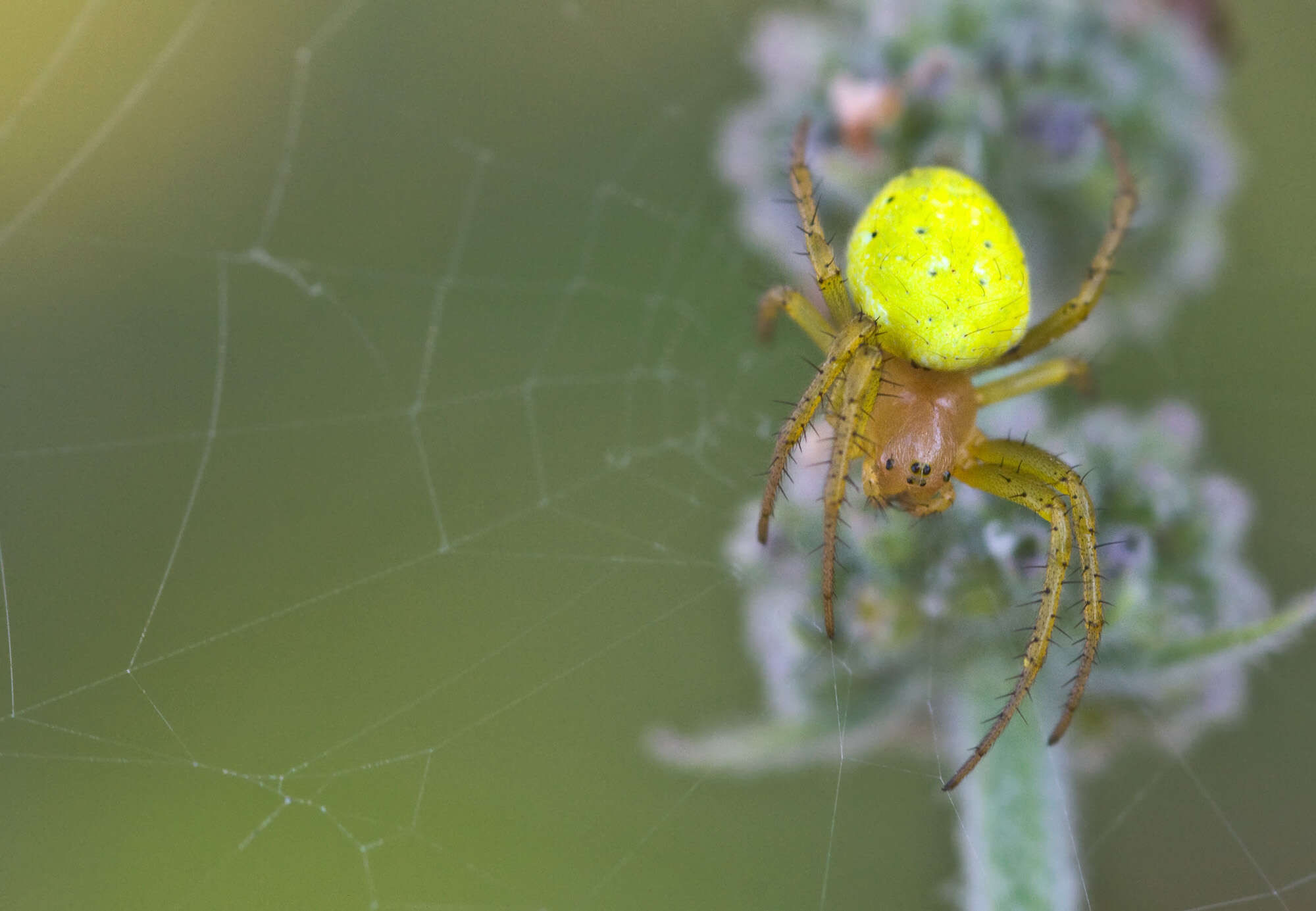 Wallpaper #dmevDpMBSpphPi3-H-tz151 20 Astounding Facts About Cucumber Green Spider Factsnet
