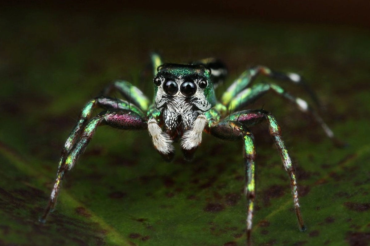 Wallpaper #wmfS65IBSpphPi3-9k4K3 10 Astonishing Facts About Metallic Green Jumping Spider Factsnet