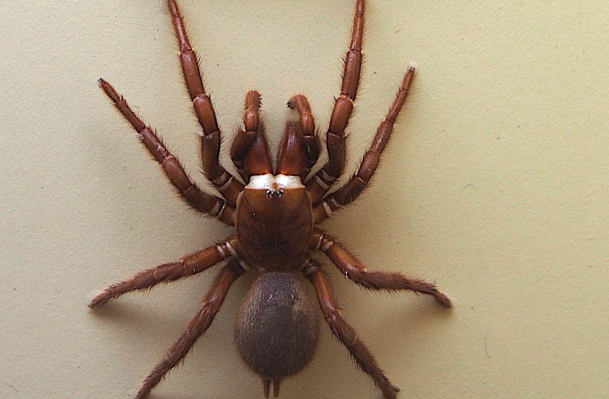 Wallpaper #dmevDpMBSpphPi3-H-tz209 14 Intriguing Facts About Sydney Funnel Web Spider Factsnet