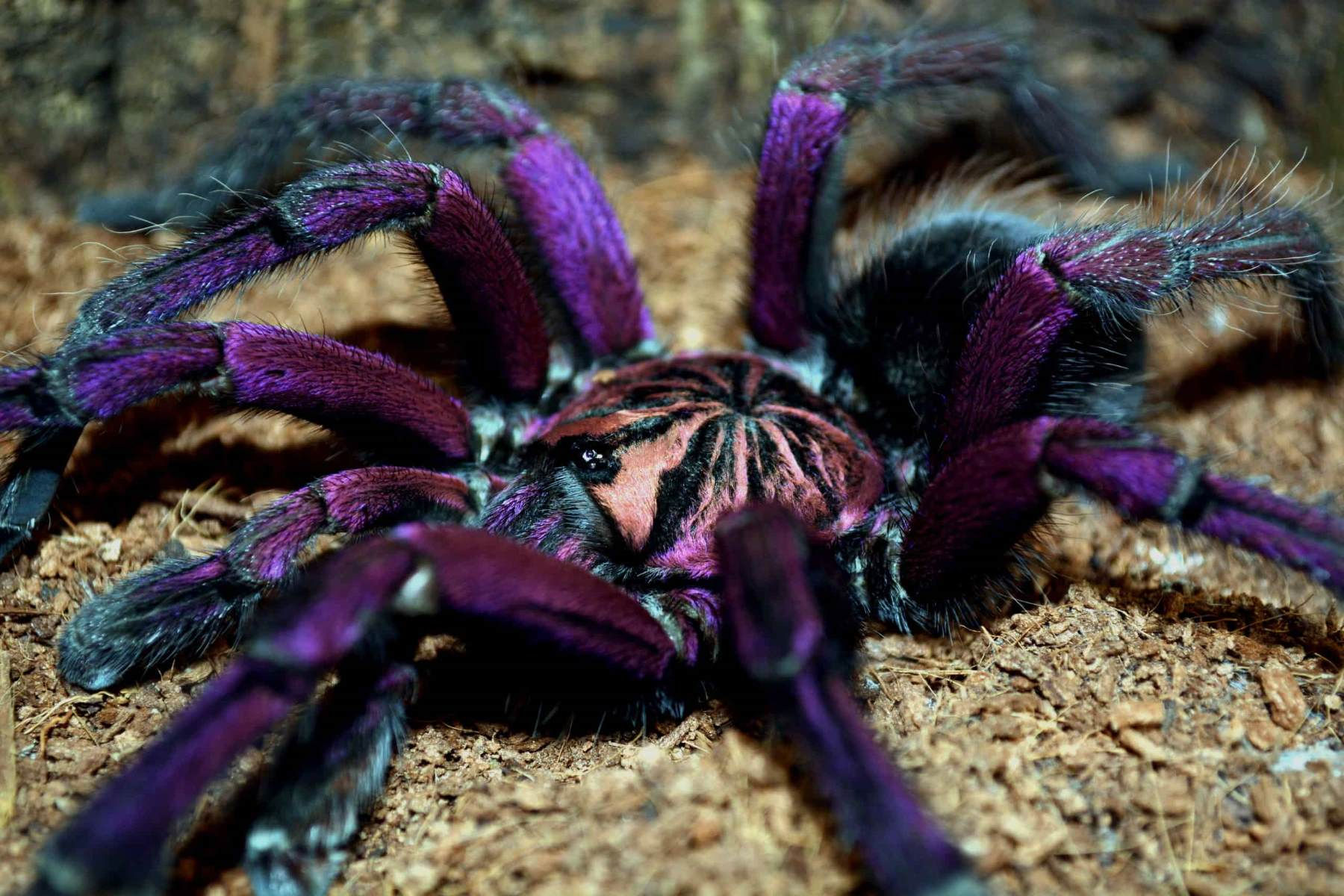 Wallpaper #dmevDpMBSpphPi3-H-tz188 17 Intriguing Facts About Purple Bloom Tarantula Factsnet
