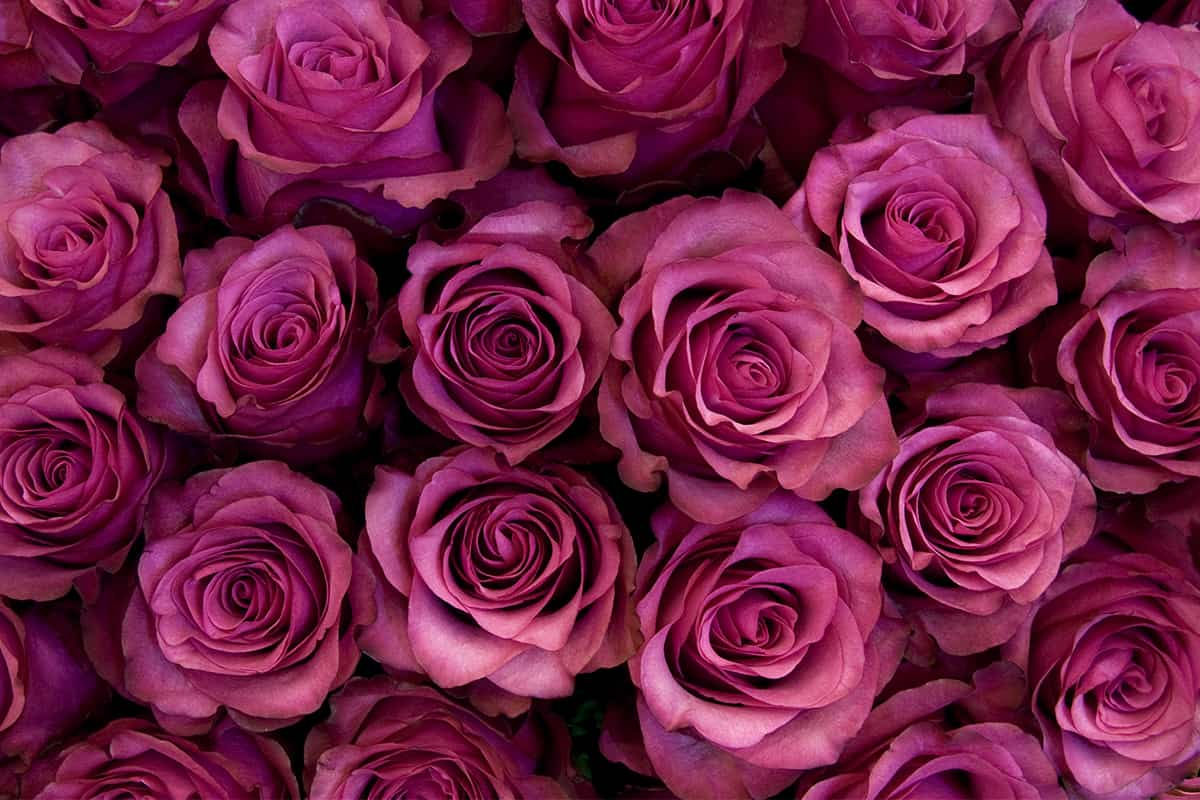 Wallpaper #0WhWIpMBSpphPi3-yzIc195 18 Rose Color Meanings That Are Just More Than Romantic Facts Bridage