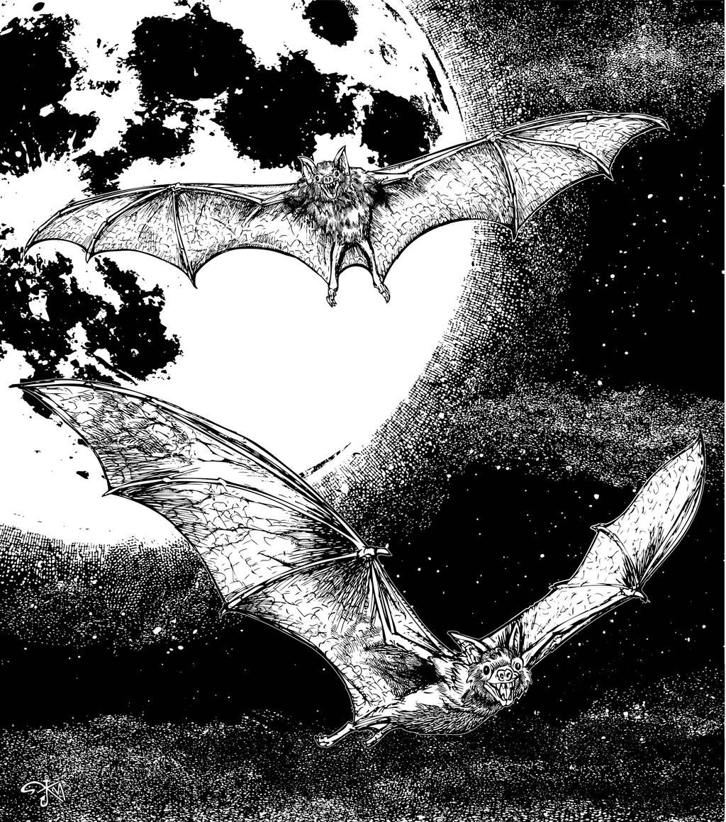 Wallpaper #r3KDMpMBX2lk1u3ogFrF72 Vampire Bats with Moon by Stvnhthr on Deviantart