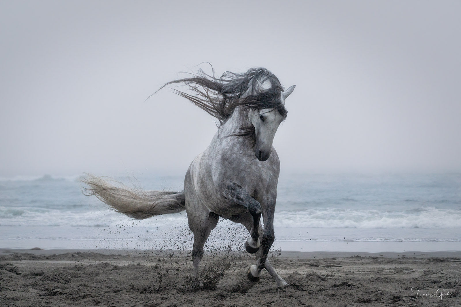 Wallpaper #CR2YLJMBlOZrFDOk0ssm183 Andalusian Horse on the Beach Washington Photos by Tamara Gooch