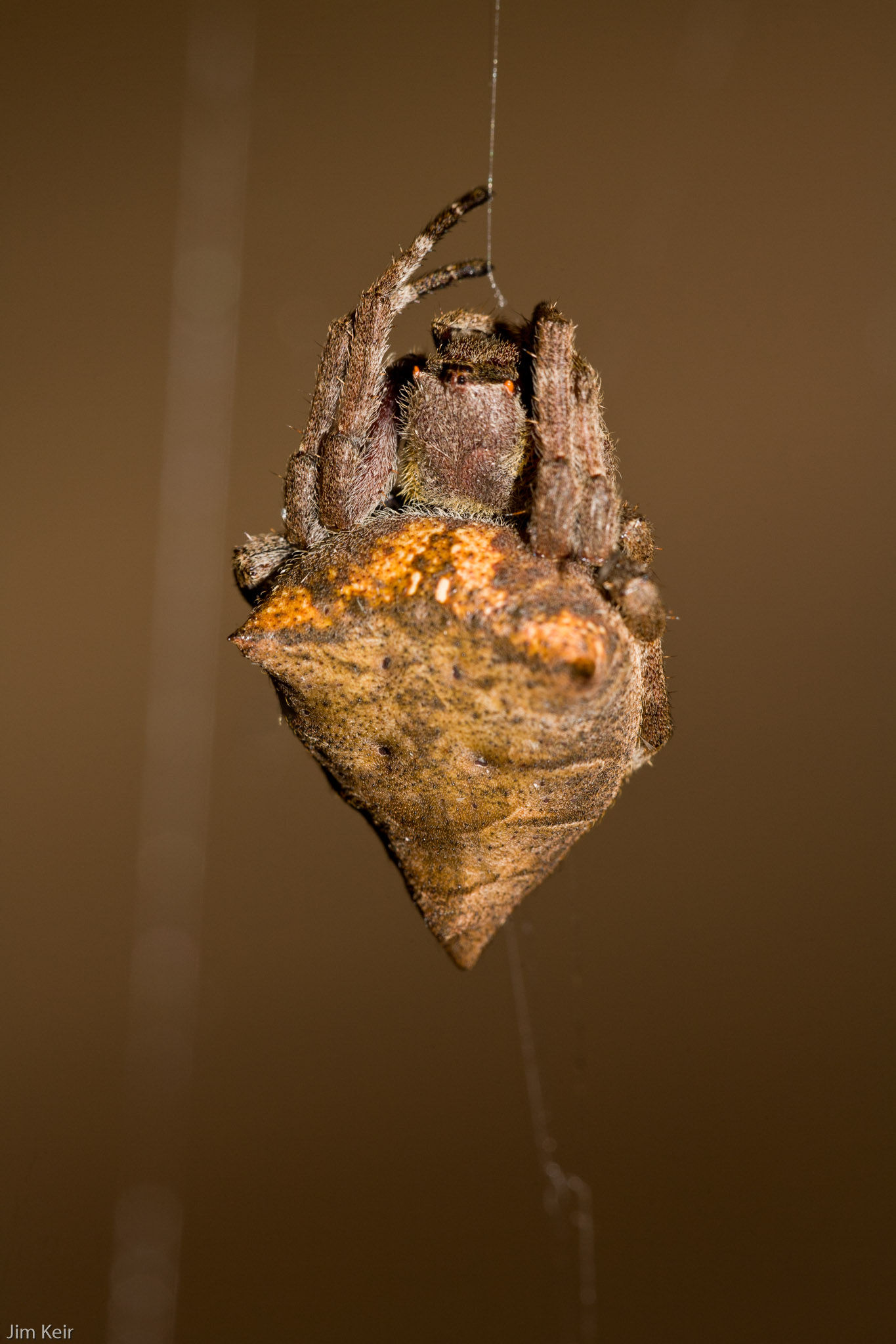 Wallpaper #yP_JaJMB3lSXT3zUg-SK233 Map Webengine Large Triangular Spider in a Roofspace Near Luang