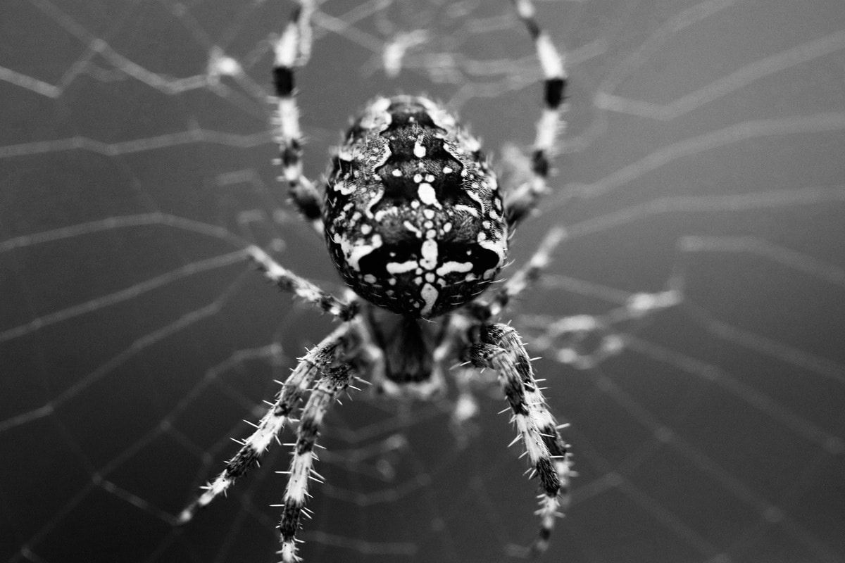 Wallpaper #SfS5OZMBKFX8bn3rL3dx336 Seeing a Black and White Spider Its Probably a Zebra Jumper