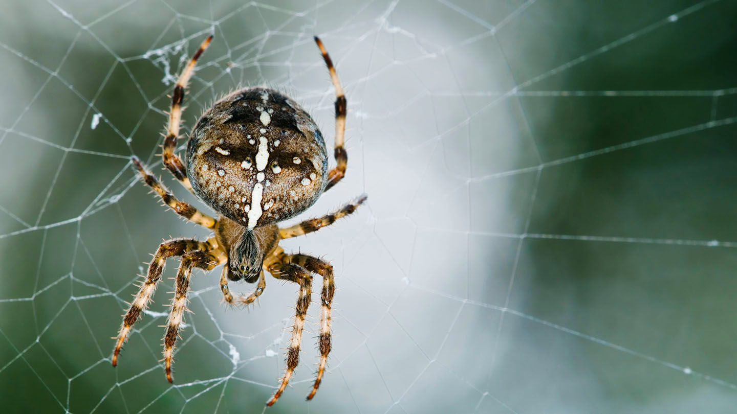 Wallpaper #GvSnOZMBKFX8bn3rXXez71 Garden Spider Araneus Diadematus Woodland Trust