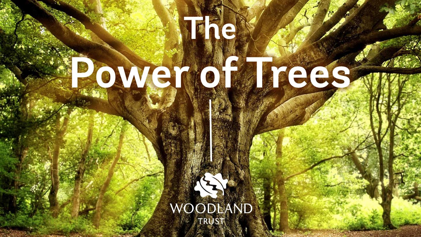 Wallpaper #H2ds_JIBSpphPi3-LpgZ37 The Power of Trees Ks3 School Assembly Woodland Trust