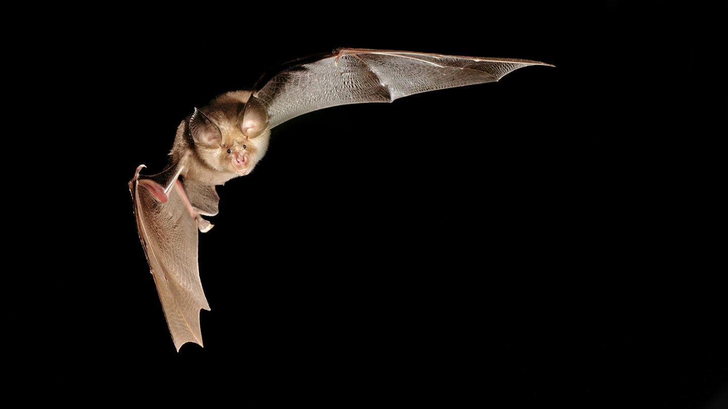Wallpaper #2mdTDJMBSpphPi3-nt1P458 Greater Horseshoe Bat R Ferrumequinum Woodland Trust