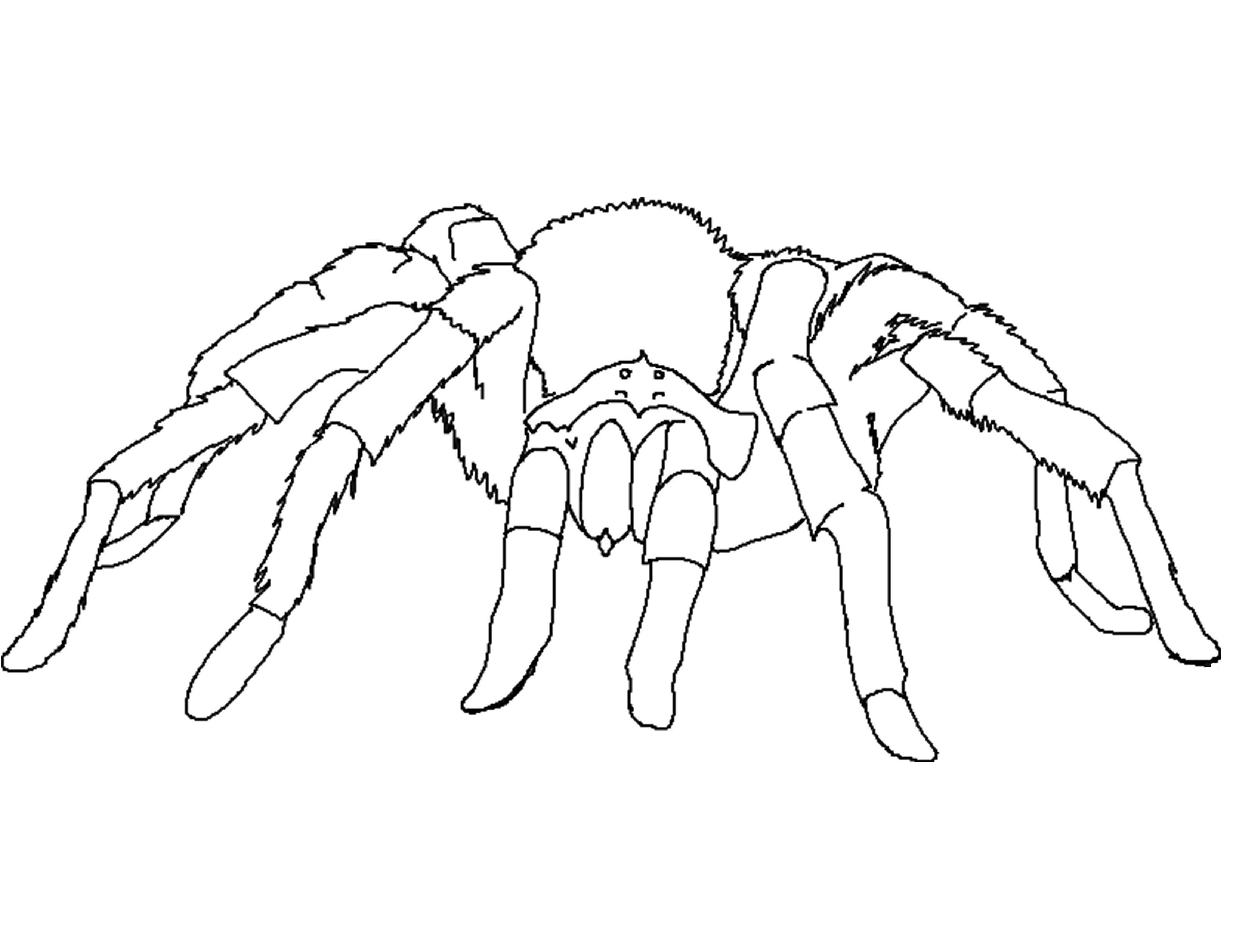 Wallpaper #Gmd6CZMBSpphPi3-WNCd45 Free Printable Spider Coloring Pages for Kids
