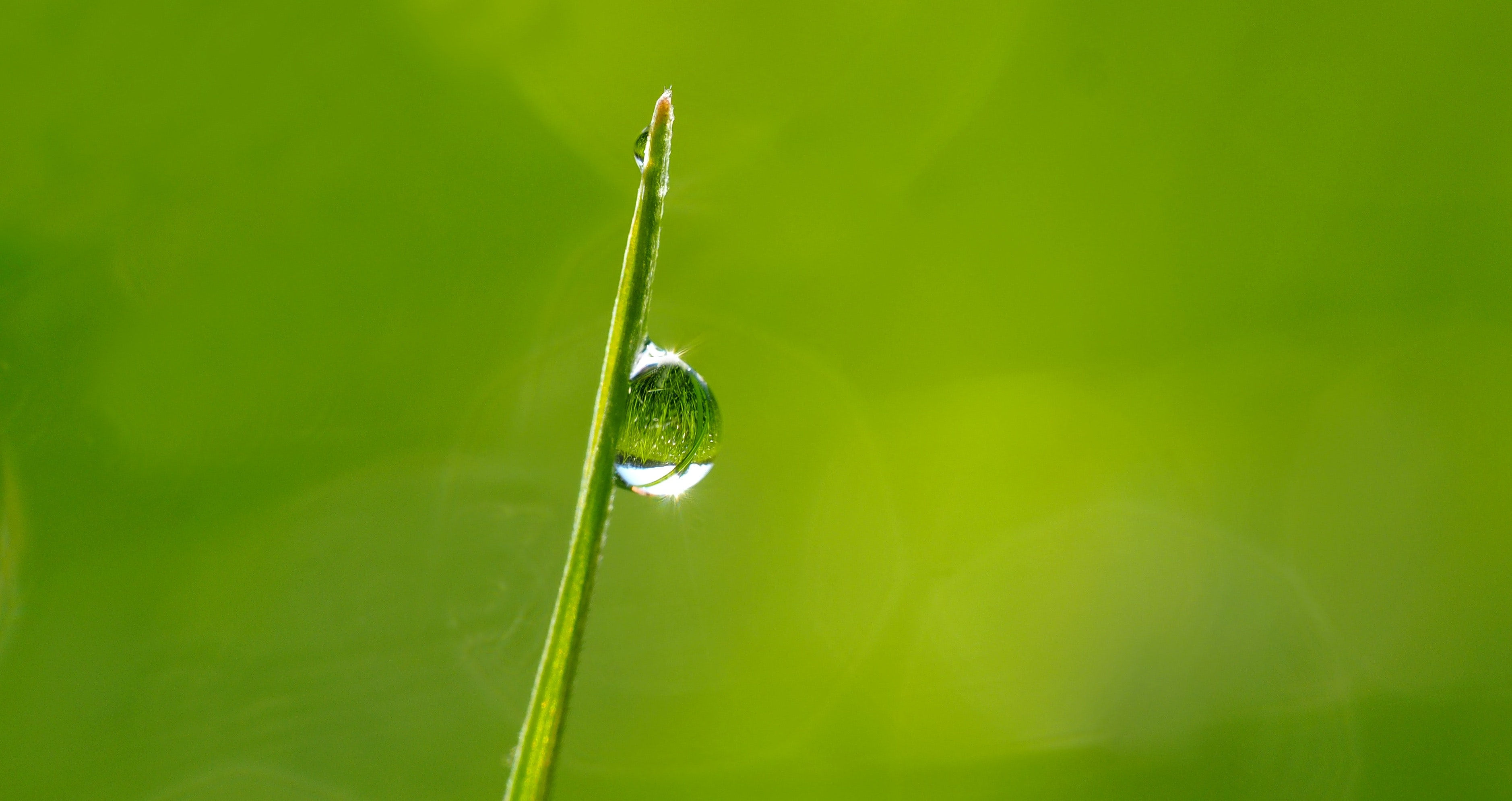 Wallpaper #gHdqKJMB-pgBXx60Yaql196 Free Photo Macro Photography of Droplet on Green Leaf During Daytime