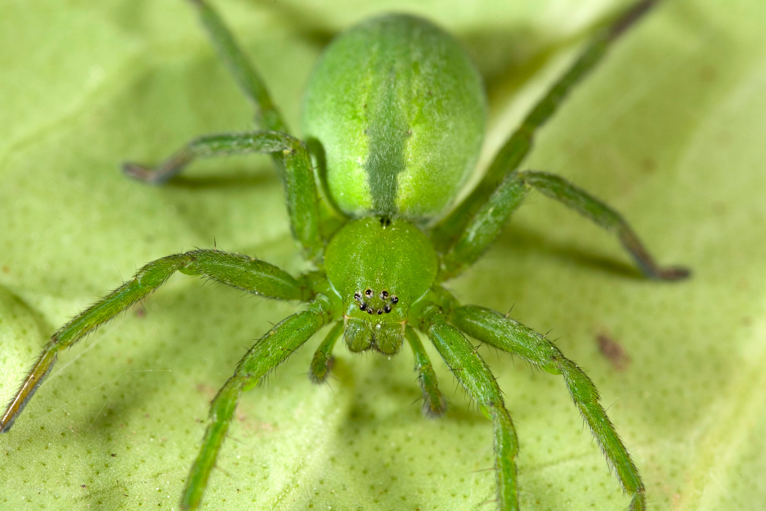 Wallpaper #-vQcOpMBKFX8bn3rt3dJ341 Free Photo Green Spider Bug Dangerous Eight Free Download Jooinn