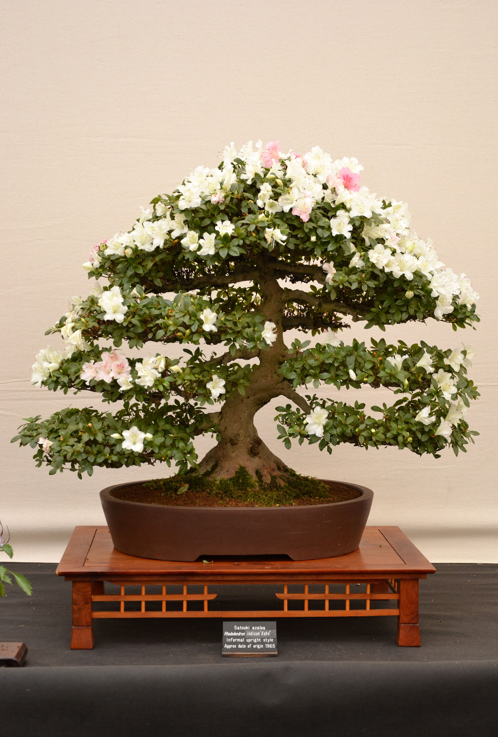 Wallpaper #d8e0c Satsuki Azalea Bonsai Trees Buy Online Greenwood Bonsai Studio