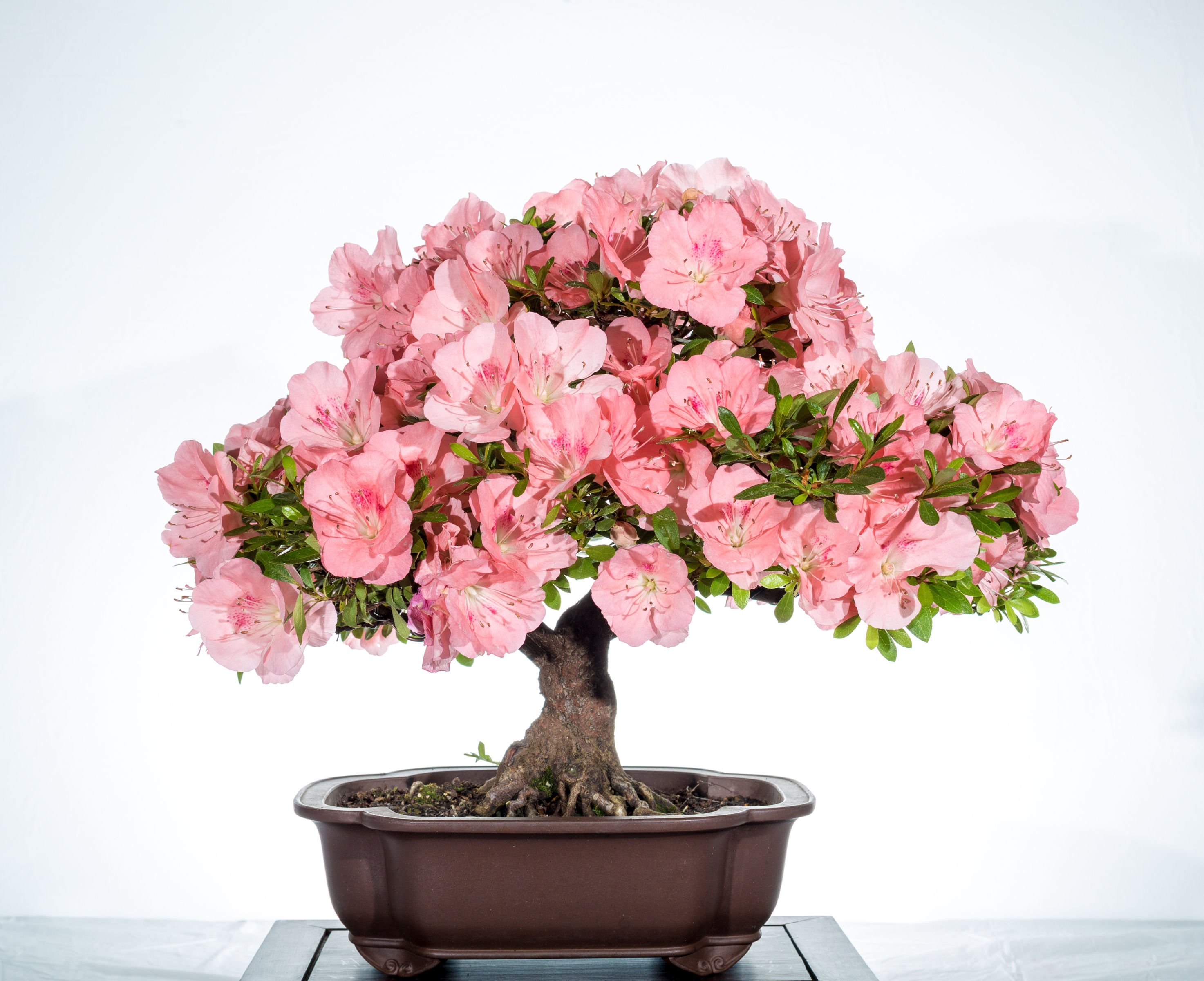 Wallpaper #d8e0c Satsuki Azalea Bonsai Trees Buy Online Greenwood Bonsai Studio