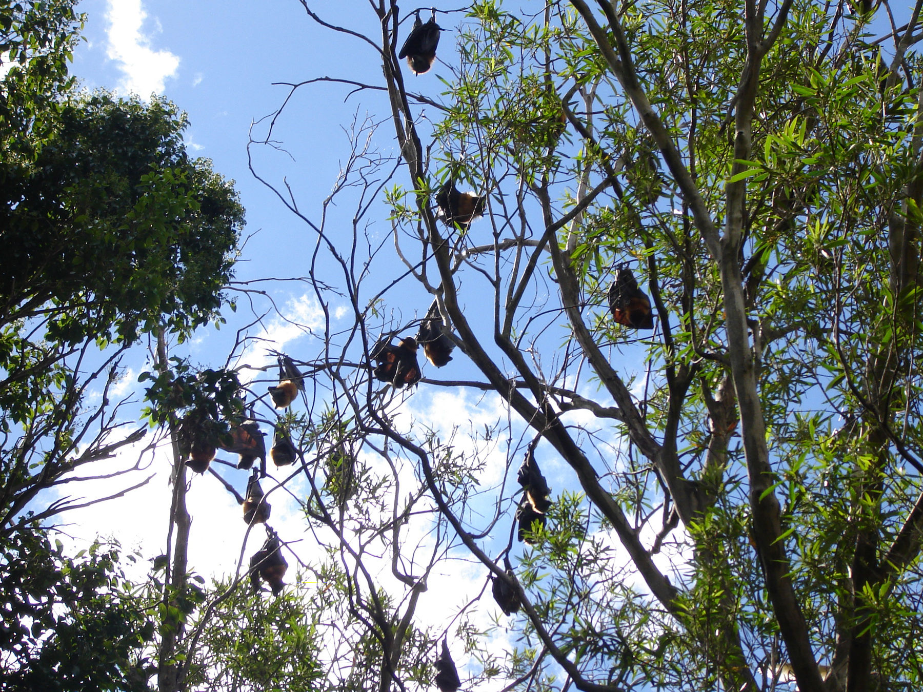 Wallpaper #2mdTDJMBSpphPi3-nt1P58 Free Photo Bats Hanging from a Tree Animals Bats Hanging Free