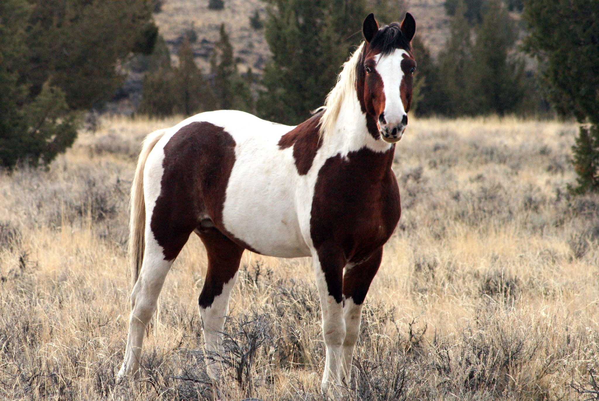 Wallpaper #C2eD8pIBSpphPi3-XnEU244 These Beautiful Wild Horses Were Unknown Until Discovered in Oregon in 1977