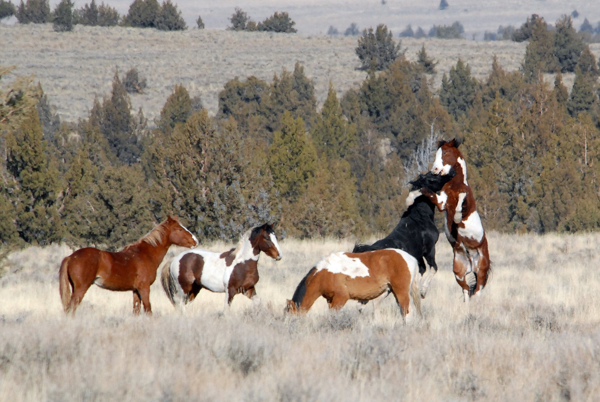 Wallpaper #O_s7hZcBx-Hc5Y20xrA_151 Beautiful Wild Horses
