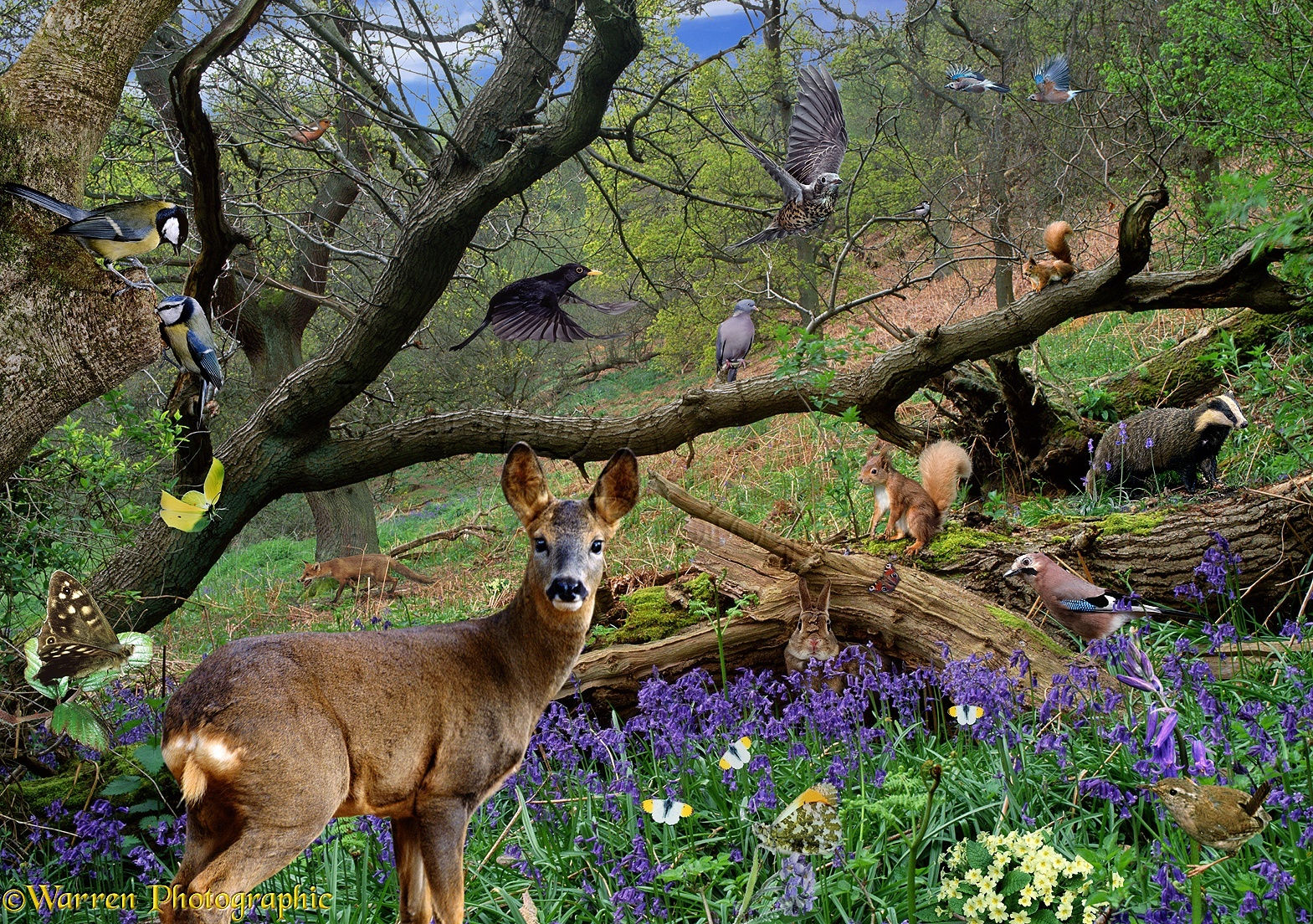 Wallpaper #rHfNJ5MB-pgBXx60M6f7201 Woodland Scene Jigsaw Photo Wp01214